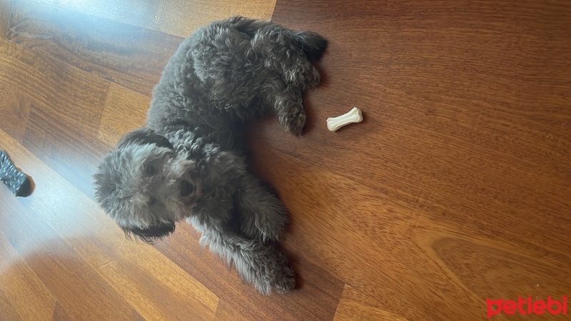Poodle (Minyatür Kaniş), Köpek  kaju fotoğrafı