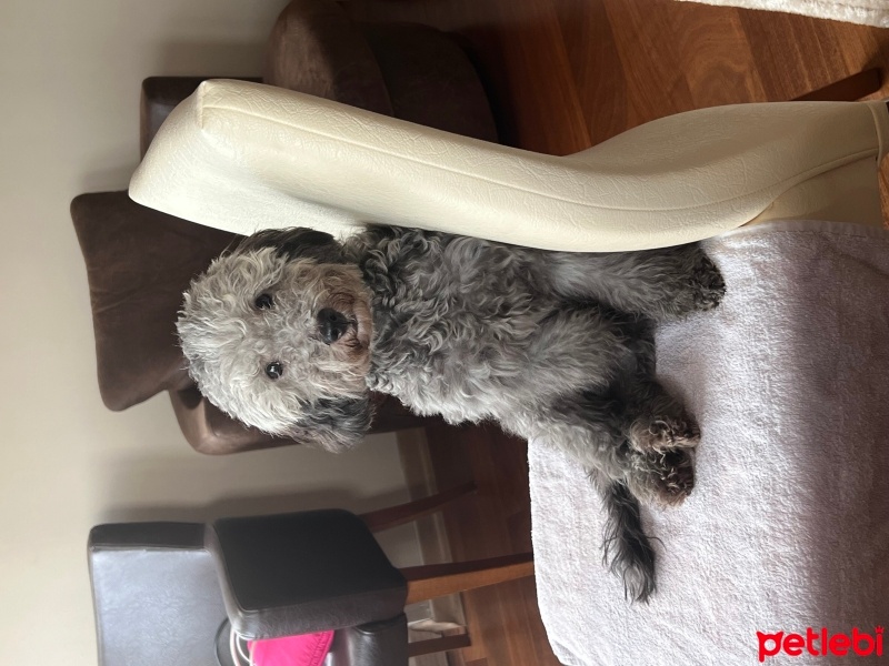 Poodle (Minyatür Kaniş), Köpek  kaju fotoğrafı