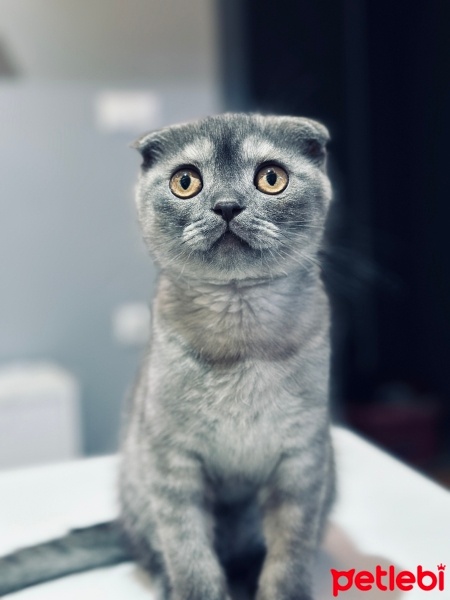 Scottish Fold, Kedi  Dobby fotoğrafı