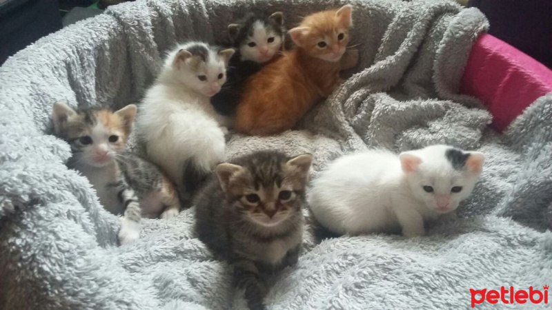 Tekir Kedi, Kedi  Kedicikler fotoğrafı