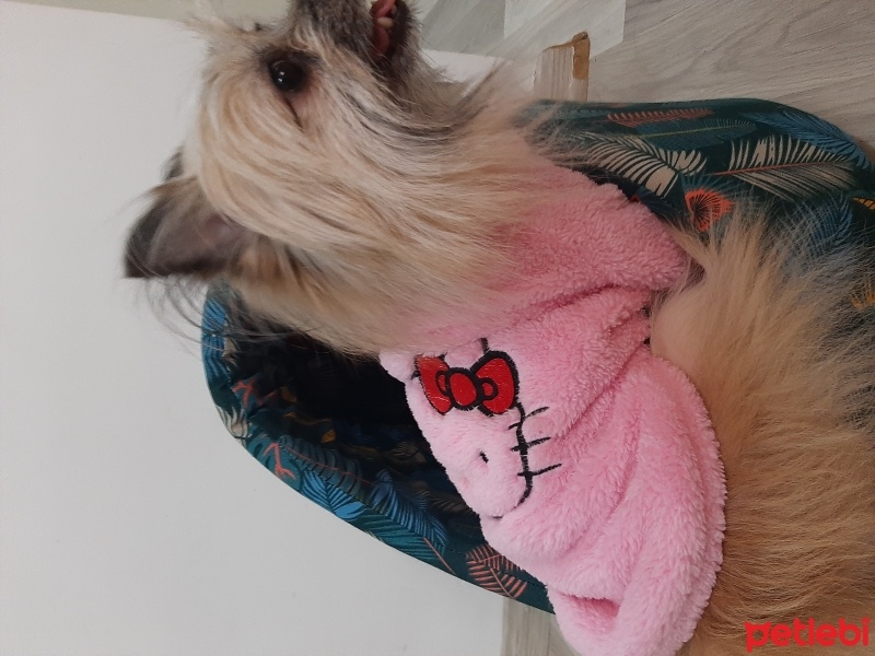Pomeranyalı, Köpek  Kuko fotoğrafı