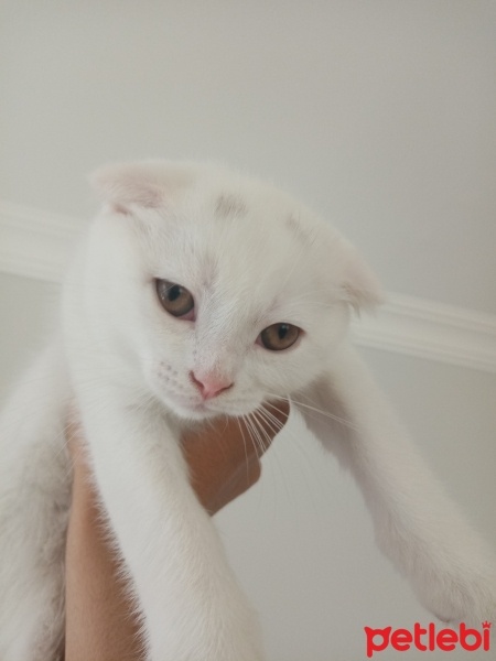 Scottish Fold, Kedi  Pamuk fotoğrafı