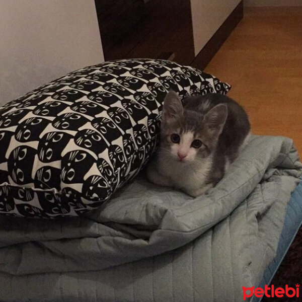 Tekir Kedi, Kedi  Ceku fotoğrafı