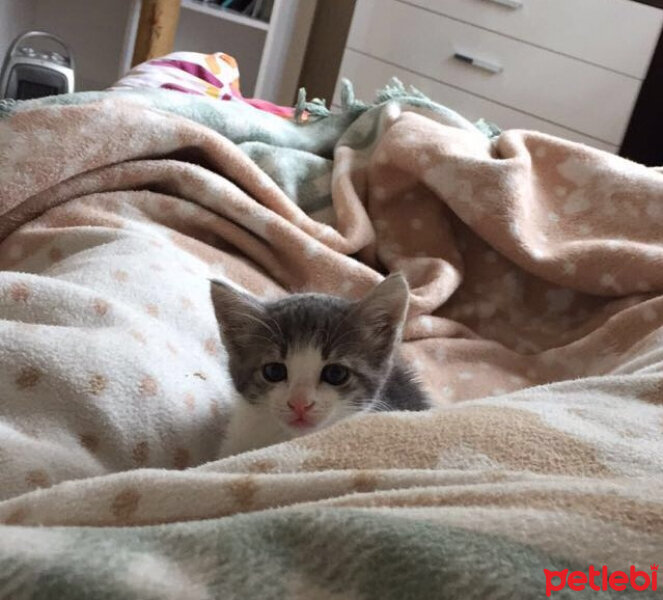 Tekir Kedi, Kedi  Ceku fotoğrafı