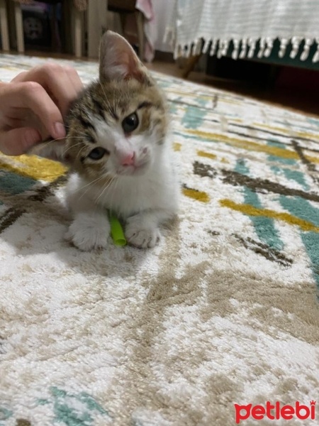 Tekir Kedi, Kedi  Yumak fotoğrafı