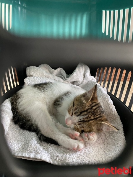Tekir Kedi, Kedi  Yumak fotoğrafı