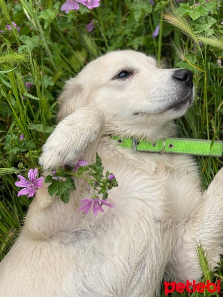 Golden Retriever, Köpek  Lora fotoğrafı