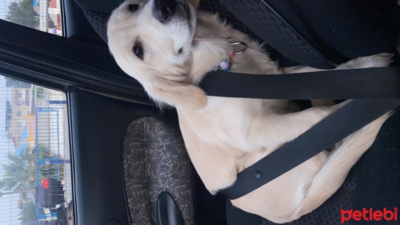 Golden Retriever, Köpek  Lora fotoğrafı