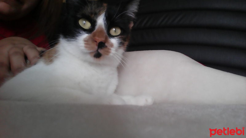 Tekir Kedi, Kedi  İncir fotoğrafı