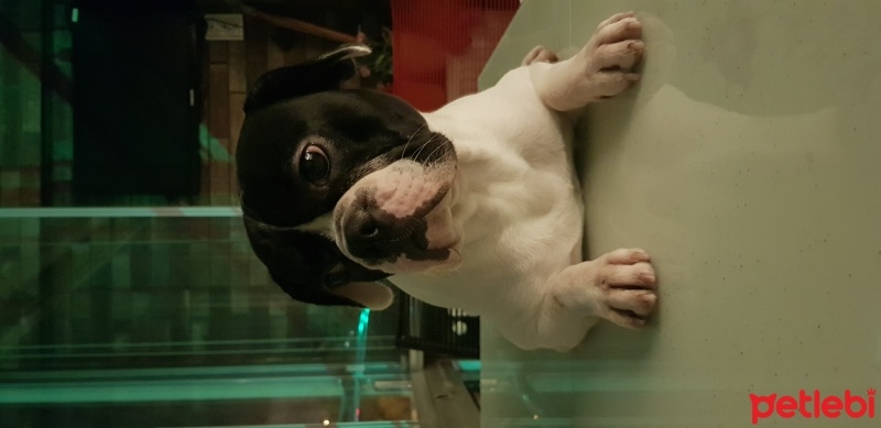 Fransız Bulldog, Köpek  MARLEY fotoğrafı