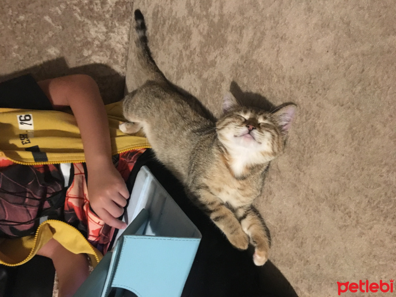 Tekir Kedi, Kedi  Pamuk fotoğrafı