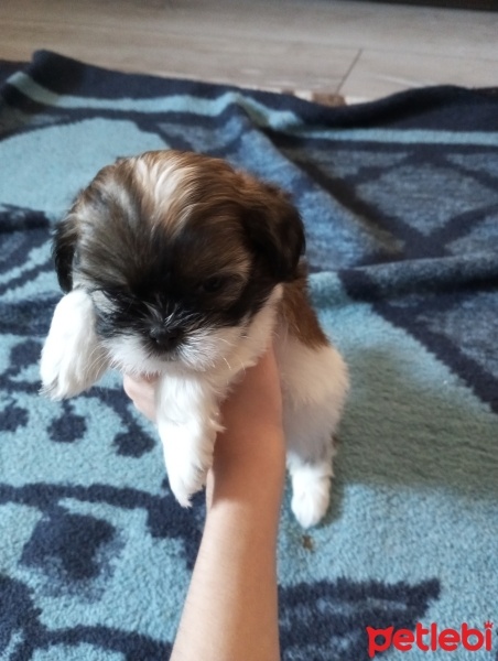 Shih Tzu, Köpek  Shih tzu fotoğrafı