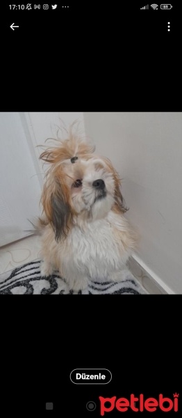 Shih Tzu, Köpek  Shih tzu fotoğrafı