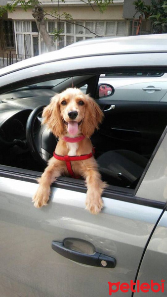 Amerikan Cocker Spaniel, Köpek  Hera fotoğrafı