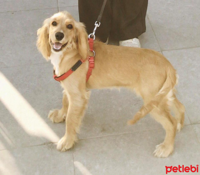 Amerikan Cocker Spaniel, Köpek  Hera fotoğrafı