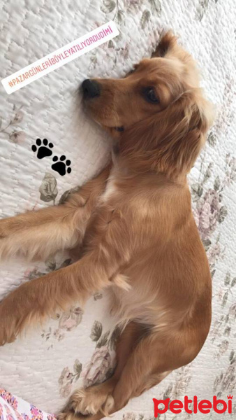 Amerikan Cocker Spaniel, Köpek  Hera fotoğrafı