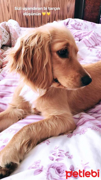 Amerikan Cocker Spaniel, Köpek  Hera fotoğrafı