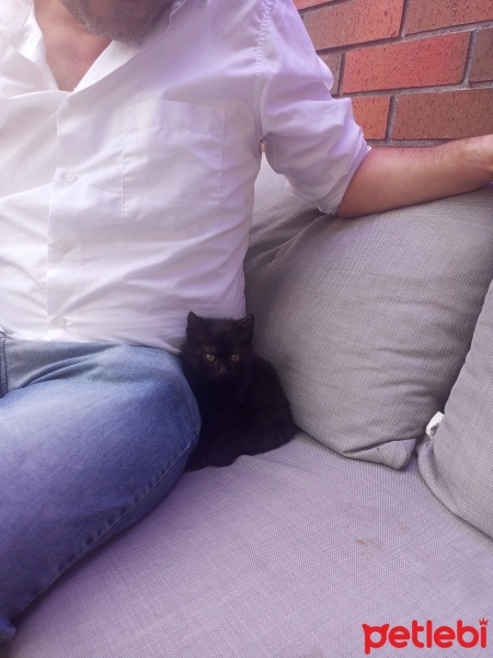 Tekir Kedi, Kedi  Zeytin fotoğrafı