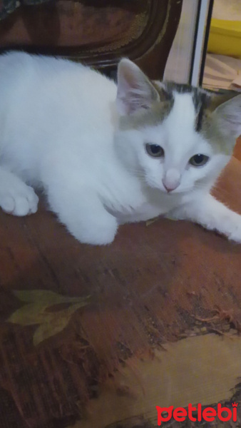 Ragdoll, Kedi  Şanslı  fotoğrafı