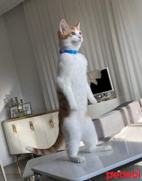 Sarman, Kedi  Salça fotoğrafı