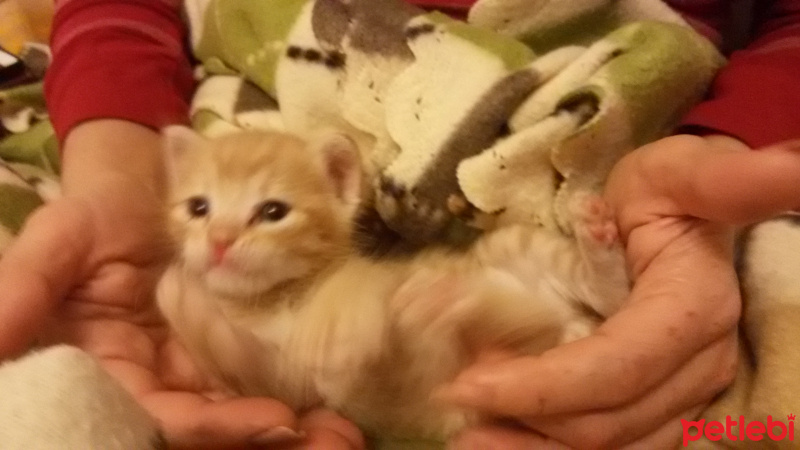 Tekir Kedi, Kedi  Karamel fotoğrafı