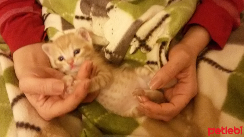Tekir Kedi, Kedi  Karamel fotoğrafı