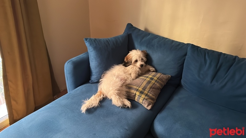 Maltese, Köpek  Dobby fotoğrafı