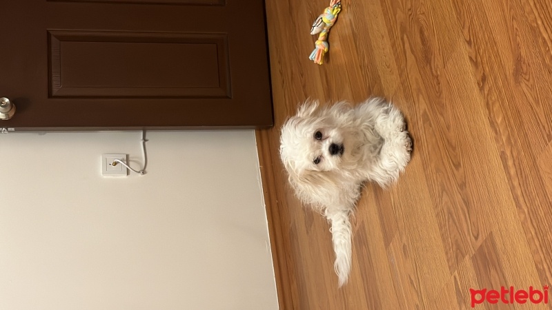 Maltese, Köpek  Albus fotoğrafı