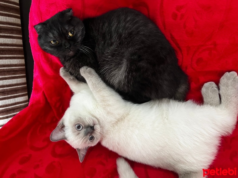 British Shorthair, Kedi  Rüzgar&bulut fotoğrafı