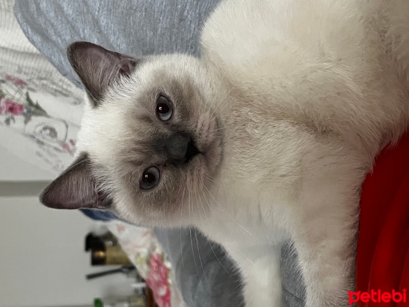 British Shorthair, Kedi  Rüzgar&bulut fotoğrafı