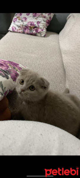 Scottish Fold, Kedi  Duman fotoğrafı