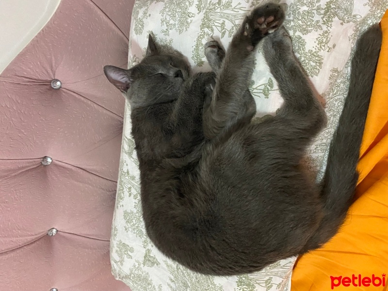 British Shorthair, Kedi  Duman fotoğrafı