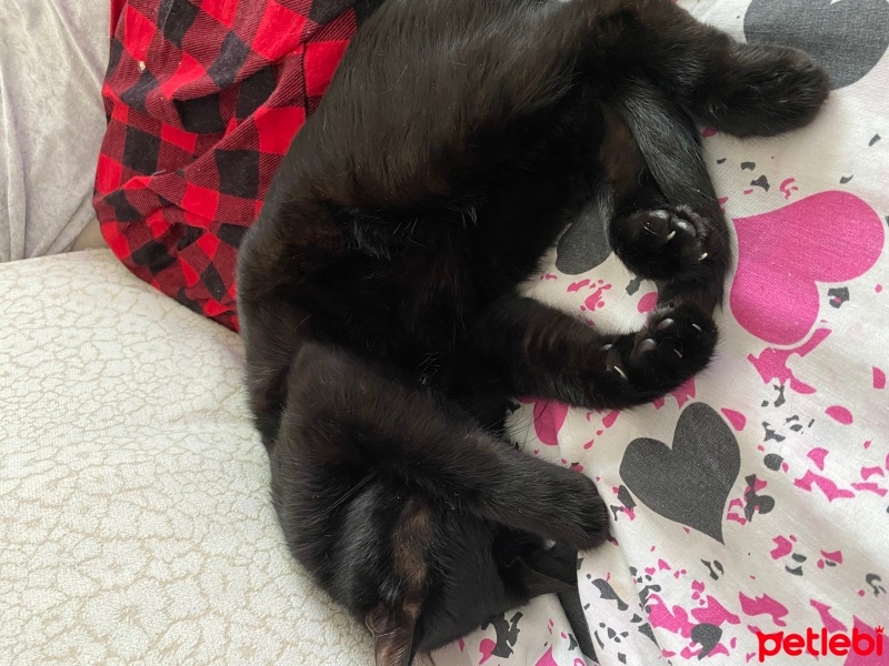 Tekir Kedi, Kedi  Ateş fotoğrafı