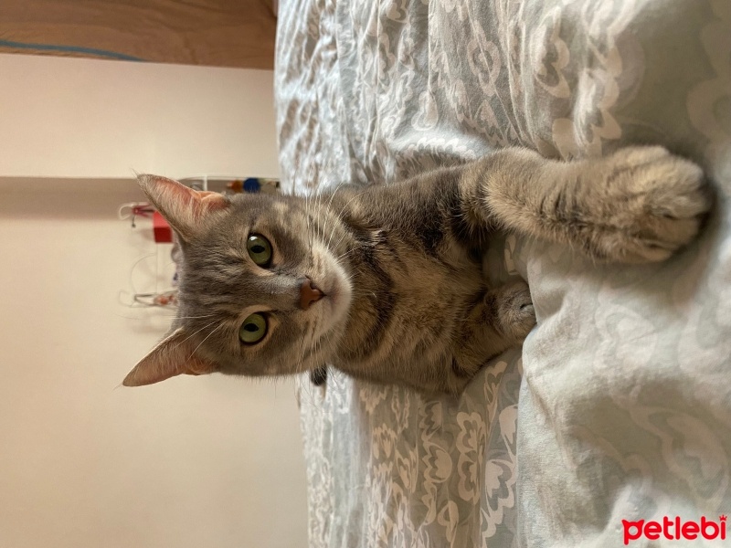Tekir Kedi, Kedi  Barut fotoğrafı