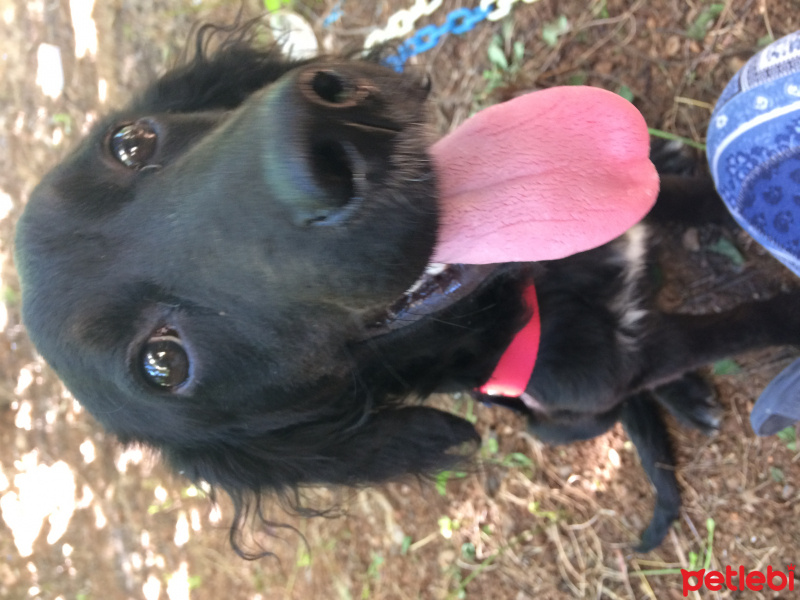 İngiliz Cocker Spaniel, Köpek  Shila fotoğrafı