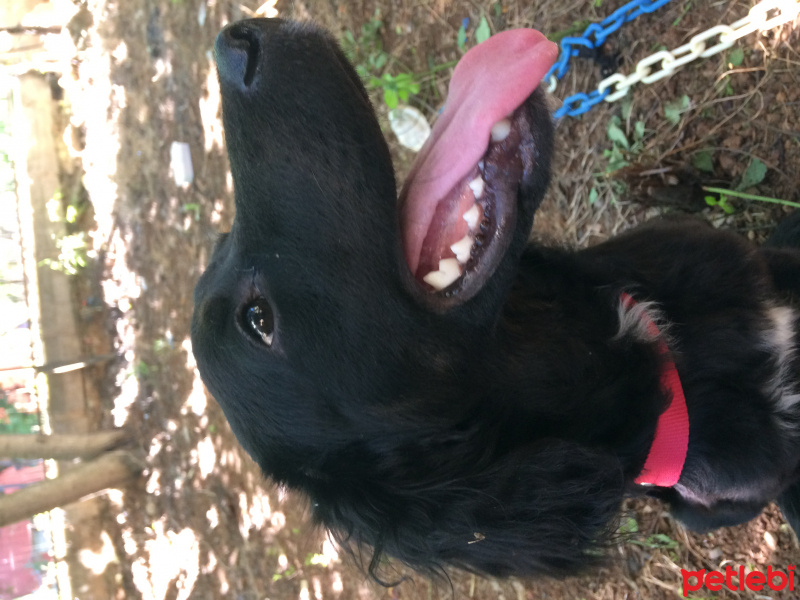 İngiliz Cocker Spaniel, Köpek  Shila fotoğrafı