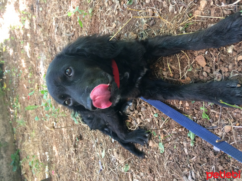 İngiliz Cocker Spaniel, Köpek  Shila fotoğrafı