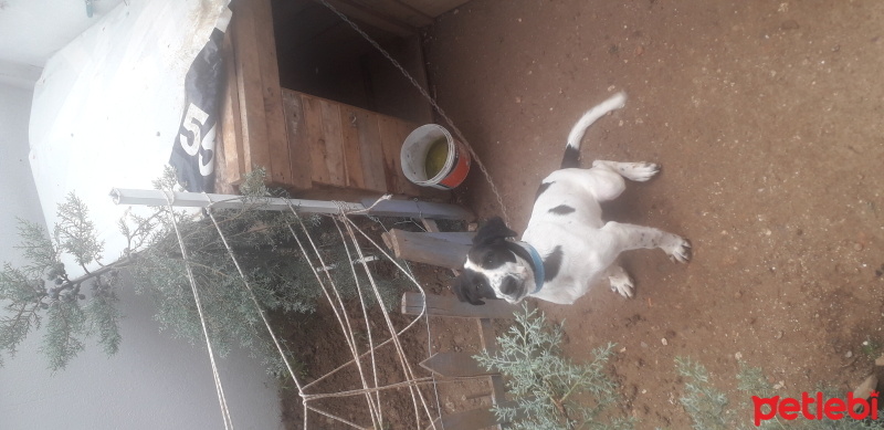 Pointer, Köpek  Loko fotoğrafı