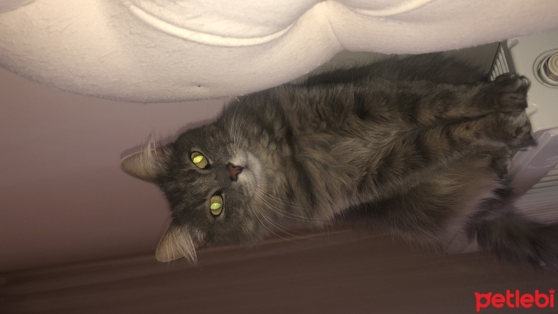 Tekir Kedi, Kedi  Bihter fotoğrafı