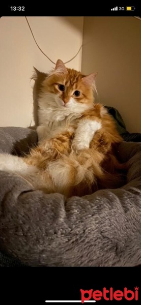 Sarman, Kedi  Tarçın fotoğrafı