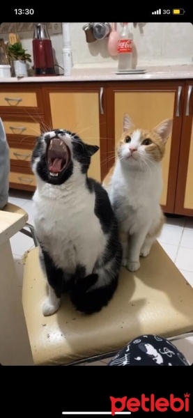 Tuxedo (Smokin) Kedi, Kedi  Turşu fotoğrafı