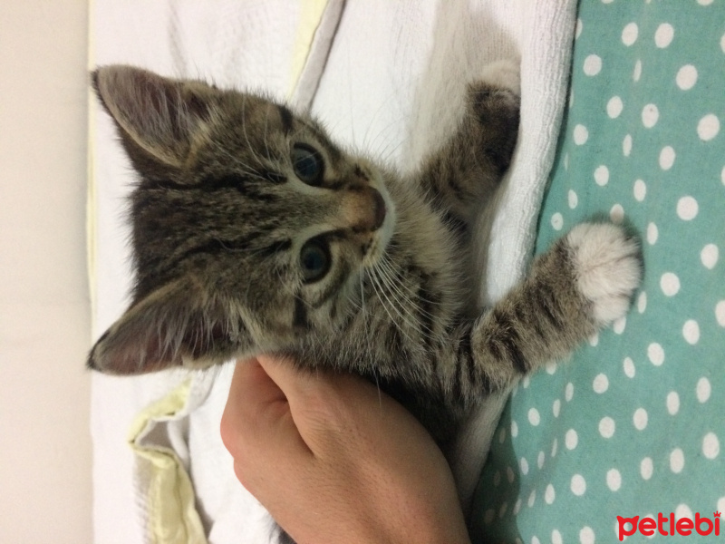 Tekir Kedi, Kedi  Teddy fotoğrafı