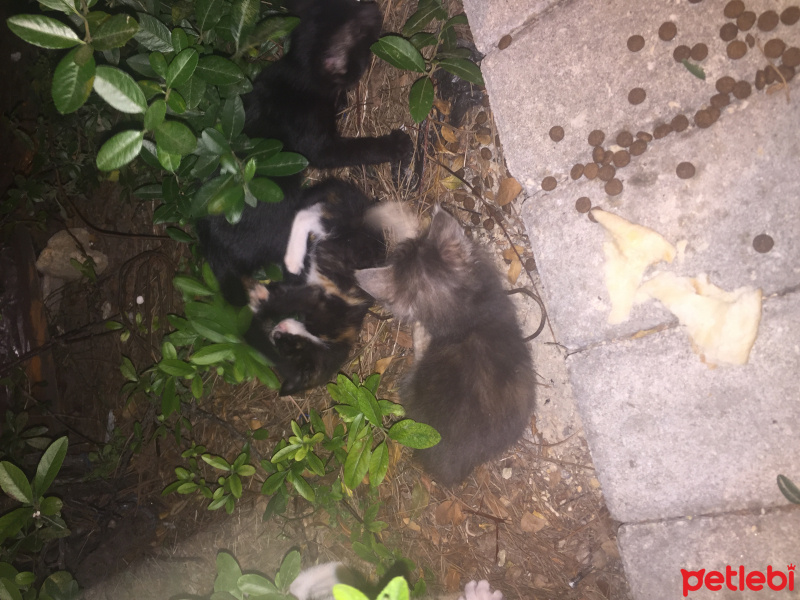 Tekir Kedi, Kedi  Minik kedicikler fotoğrafı