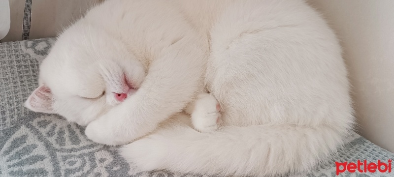 Scottish Fold, Kedi  Mia fotoğrafı