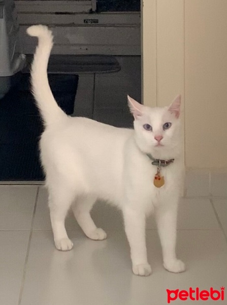 Ankara Kedisi, Kedi  Mia fotoğrafı