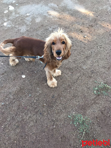 Amerikan Cocker Spaniel, Köpek  MARCO fotoğrafı