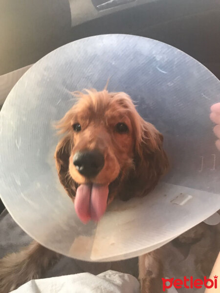 Amerikan Cocker Spaniel, Köpek  MARCO fotoğrafı