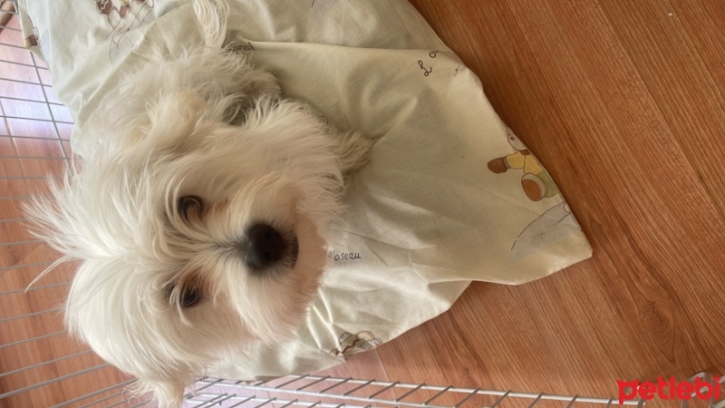 Maltese, Köpek  Kira fotoğrafı