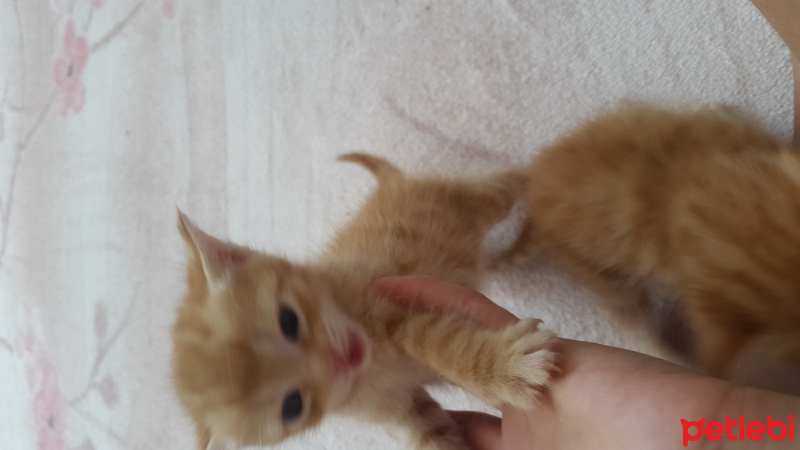 Soke, Kedi  Willy fotoğrafı