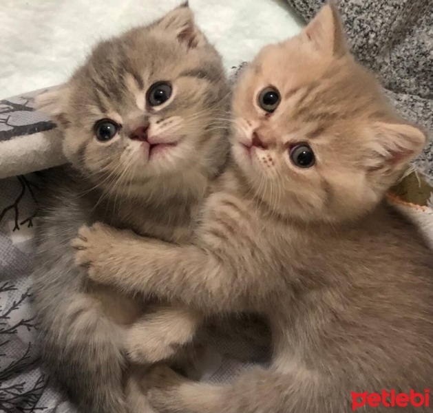 British Shorthair, Kedi  Tarçın fotoğrafı